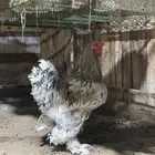 زوج براهما