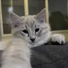 قطط للتبني