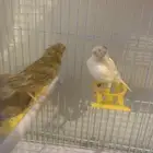 جوز كناري سوري كرست مع فرخ تم البيع