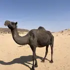 ناقه لقحه