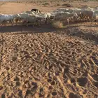 غنم طيبه