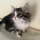 قطة شيرازي