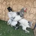 يوجد دجاج براهما للبيع