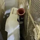 صدام كابرس ابيض