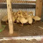 للبيع بط بكيني العمر شهر