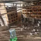 حمام هندي وقطايف وفرنسي