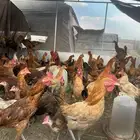 دجاج فقاص