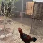 للبيع ديك باكستاني