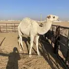 حاشي للبيع شرق بريده عمره 5 شهور على حليب