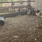 للبيع دجاج بلدي وفيومي