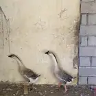 وز عراقي