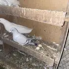 حمام فرنسي وحمام زاجل