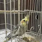 زوج كروان للبيع