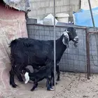 عنز معها 2 بالدوادمي