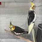 زوج ببغاء كروان باكستاني