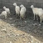 غنم للبيع في بيشة