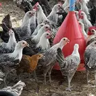 دجاج فيومي
