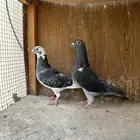 زاجل
