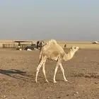 حاشي قعود للبيع