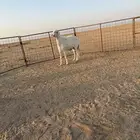 مشروع فحل حري صنف الصنف تم البيع