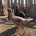 للبيع دجاج فارسي دجاج ديك