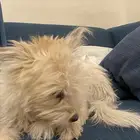 كلب للبيع أليف جدا  جدا  ويسمع الكلام مررره