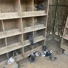 للبيع فراخه حمام فرنسي وقلابي وزاجل