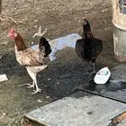 دجاج للبيع جمله