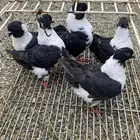 حمام للبيع كنق