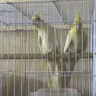 طيور