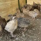 طيور سمان للبيع