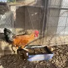 ديك عربي الحناكيه انخيل