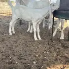 جفره مطوره كفو