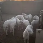 خرفان حريات فيهن رخلين