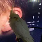 بغبغا كوكاتيل للبيع