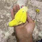 فرخ روز نهاية غر