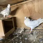 عندكم حمام القطيفي للبيع أجواء الصحة إنتاج شرط إنتاج