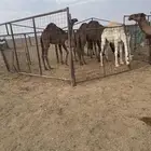 للبيع خشو
