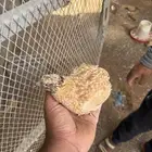 سمان بياض وذبح