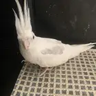 طيور