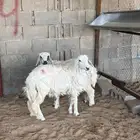 ذبااايح للبيع نعيم وحرري وهجين