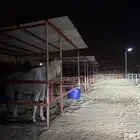 ايواء خيل