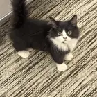 قطوه بعمر 4 شهور لتبني