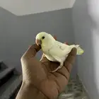 فروخ روز البينو