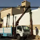نخل واشنطي أمريكي زينه زراعه
