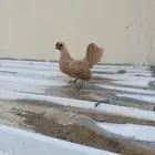 زوج سبرايت أمريكي ليموني