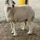 للبيع شات حريه حاير