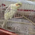 كروان كوكتيل اليف