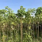 لسان العصفور متبقي 1000 حبه مقاس بوصه