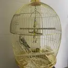 ببغاء كروان